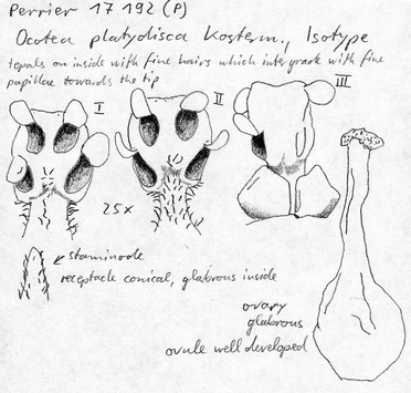 Vorschaubild Ocotea platydisca Kosterm.